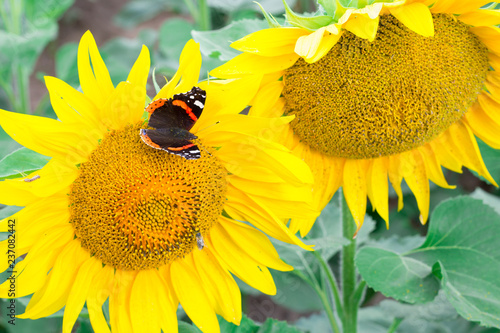 Fototapeta Naklejka Na Ścianę i Meble -  Colorful red black butterfly flying on orange yellow bright sunflowers on field