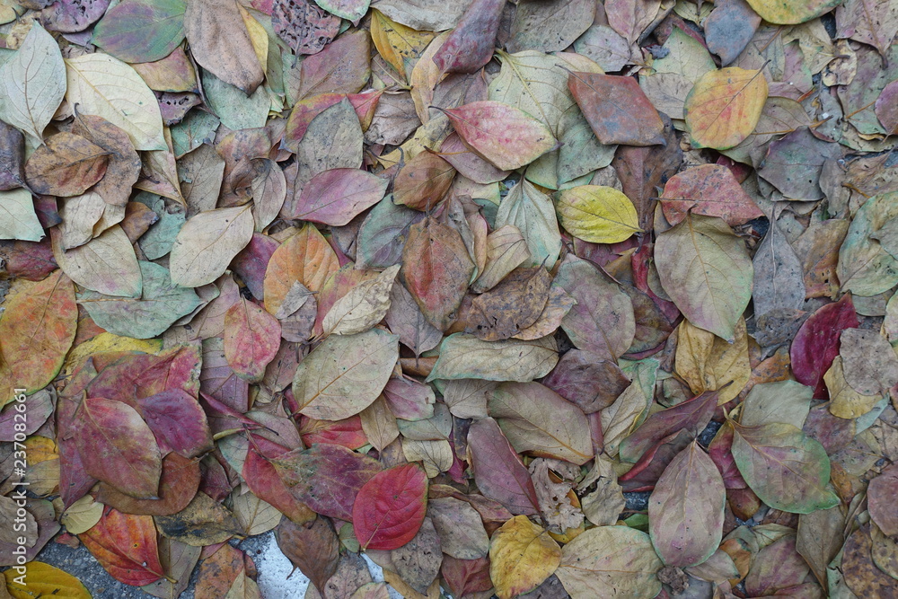Multicolored leaves on a road during the autumn season Multicolored leaves on a road during the autumn season