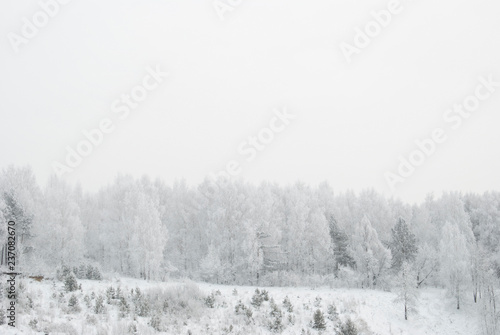 snowy evening winter forest © Максим Слесарчук