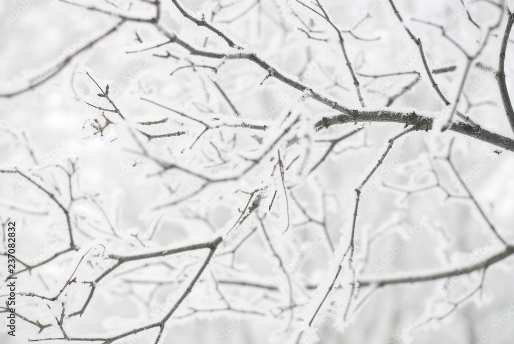 branches of trees in the snow, winter forest branches of trees in the snow, winter forest