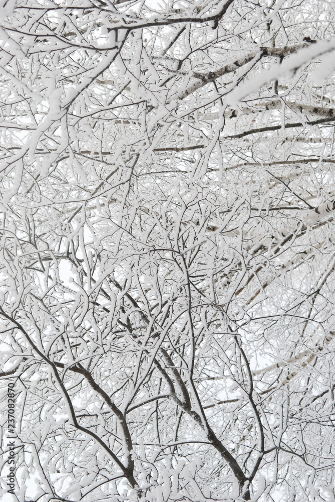 branches of trees in the snow, winter forest branches of trees in the snow, winter forest