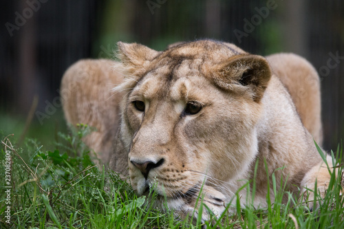 Female lion resting on grass