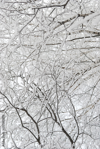 branches of trees in the snow, winter forest