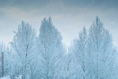 snowy evening winter forest © Максим Слесарчук