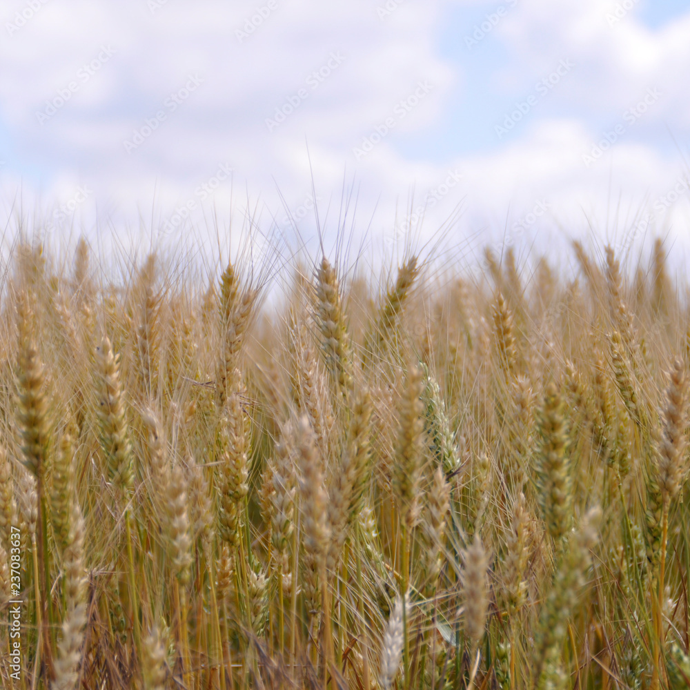gold ears of wheat against the blue sky and clouds, wheat field closeup, agriculture background.