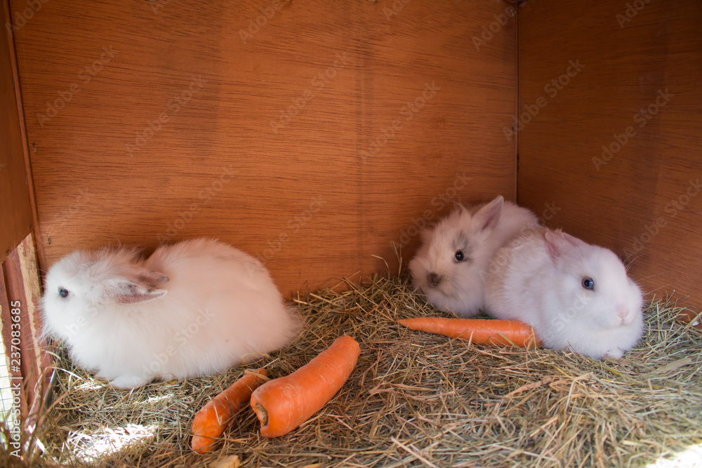 Naklejka premium süße kuschlige Babykaninchen im Stall