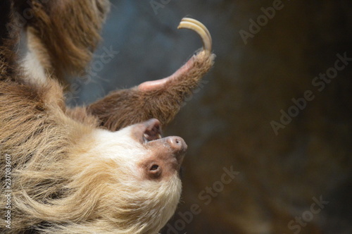 Sloth hanging from a branch