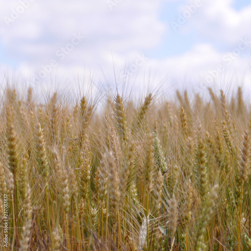gold ears of wheat against the blue sky and clouds, wheat field closeup, agriculture background.