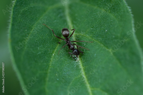 ant at work on leaf © wuiffiuw