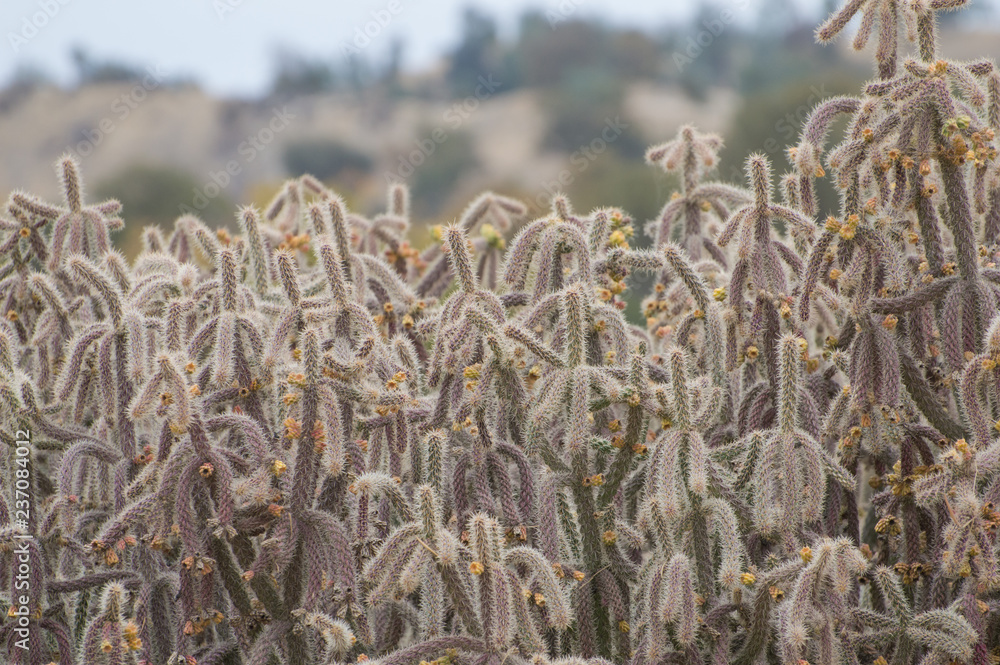 Wall of Thorns