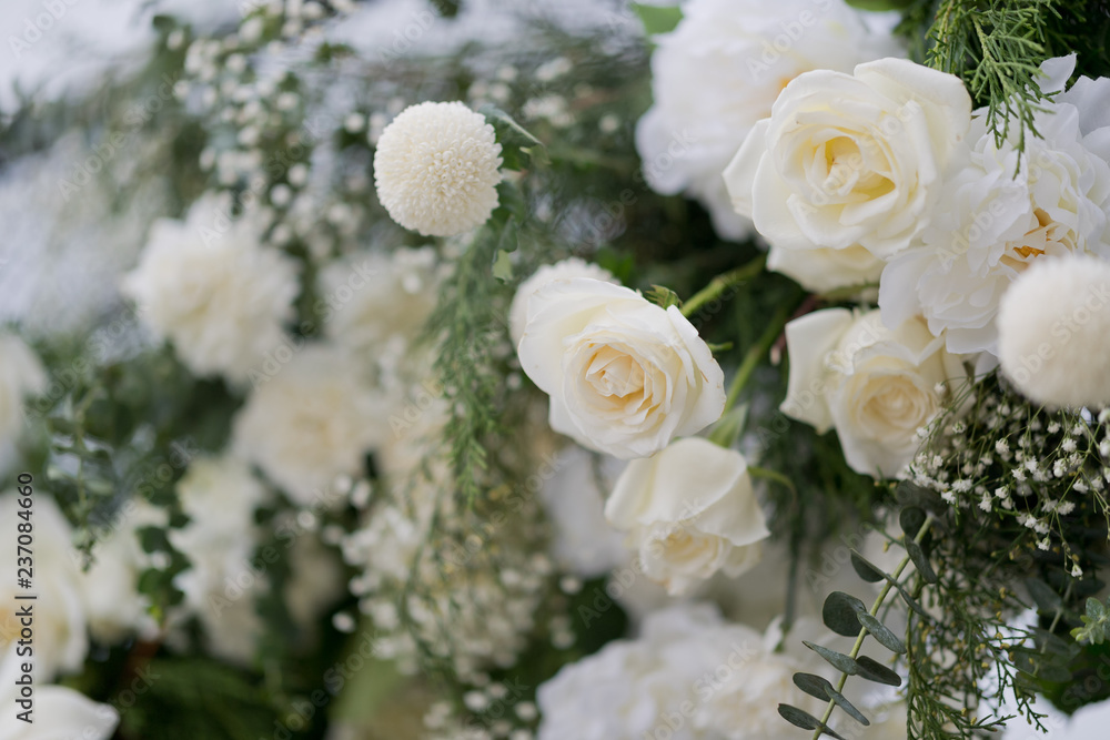 closeup white rose flower background closeup white rose flower background