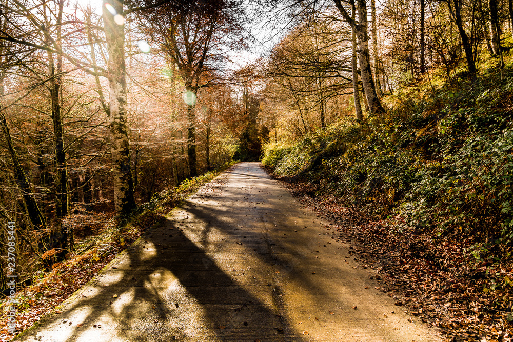 Obraz premium Camino en medio de un bosque en otoño