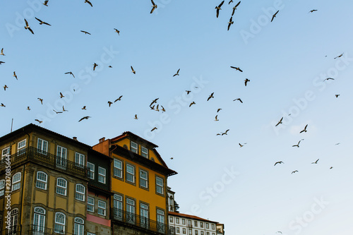 Seagulls circling over the houses in old Porto, Portugal.