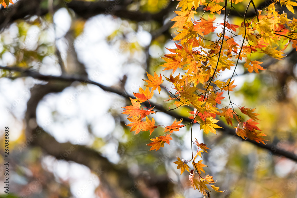 Autumn leaves of Chiba city, Chiba prefecture, Japan / Izumi Nature Park in Chiba City, Chiba prefecture, Japan Autumn leaves of Chiba city, Chiba prefecture, Japan / Izumi Nature Park in Chiba City, Chiba prefecture, Japan