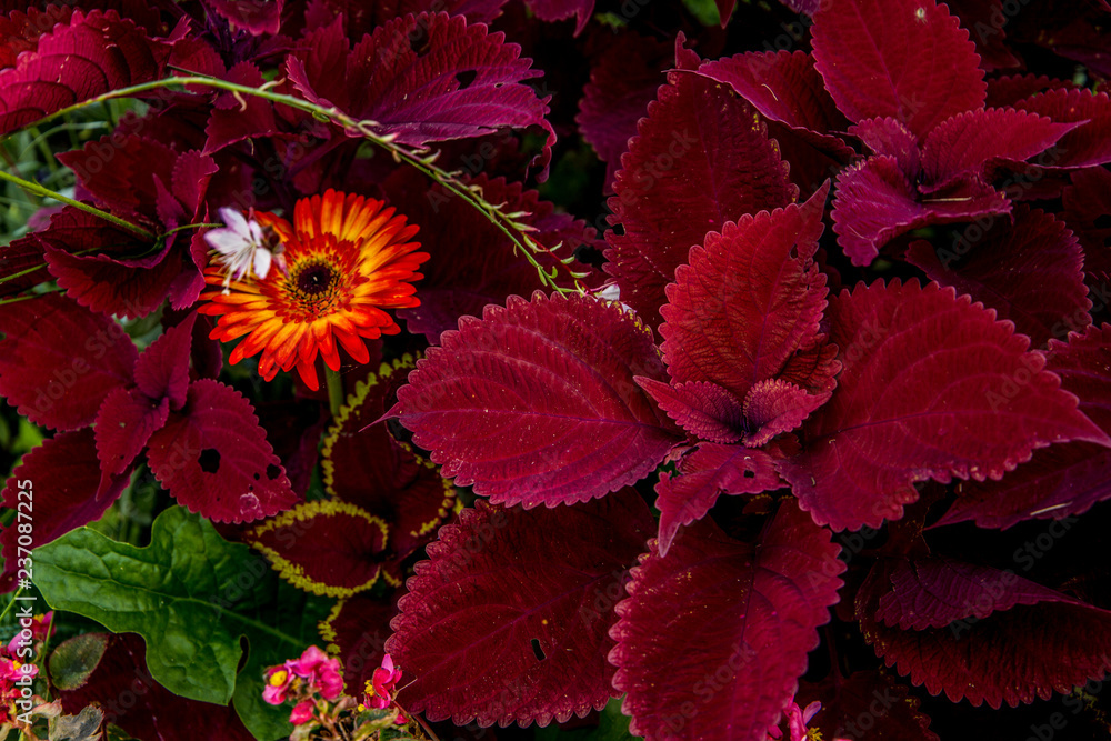 Flor naranja entre hojas moradas Stock Photo | Adobe Stock Flor naranja entre hojas moradas Stock Photo | Adobe Stock
