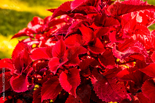 Detalle de planta con las hojas rojas