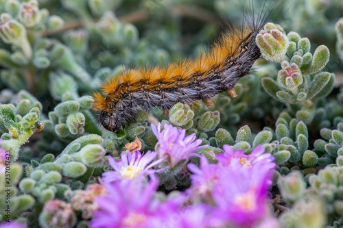 The 'March' Caterpillar photo