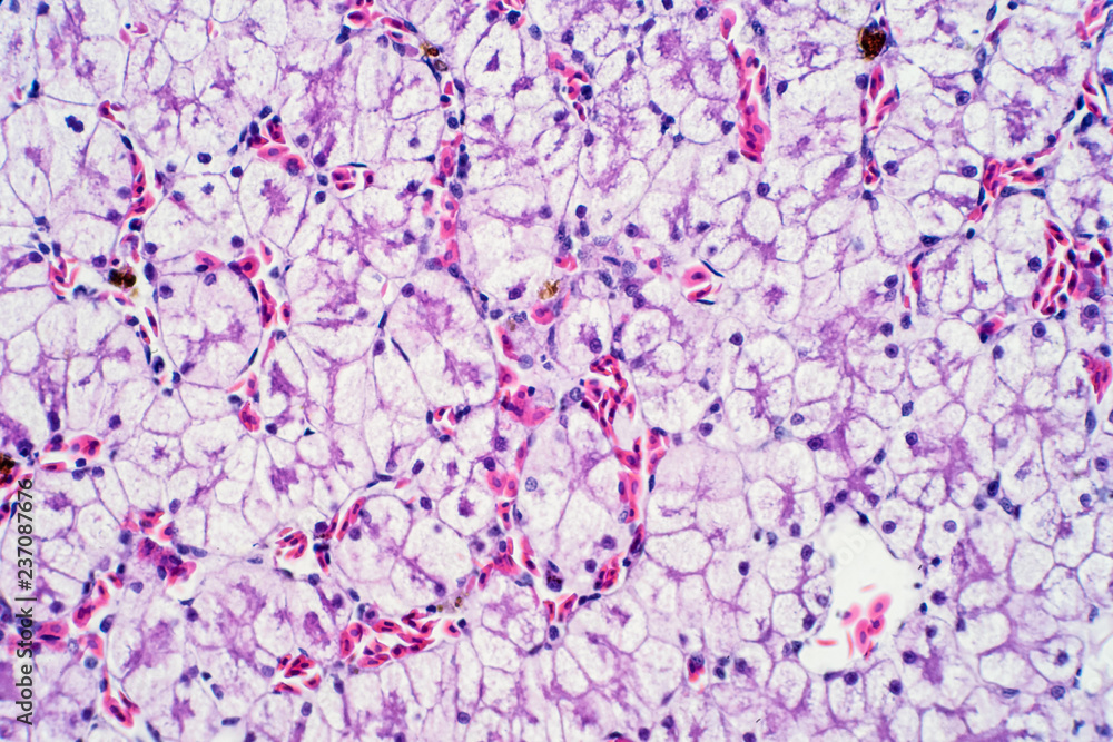 Human liver tissue under the microscope view.