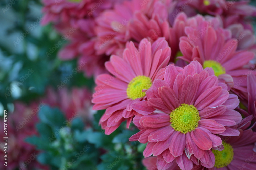 Chrysanthemum in the garden Chrysanthemum in the garden