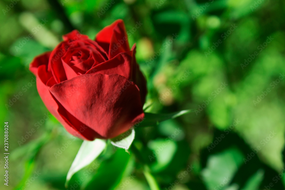 Rosa Rosa
