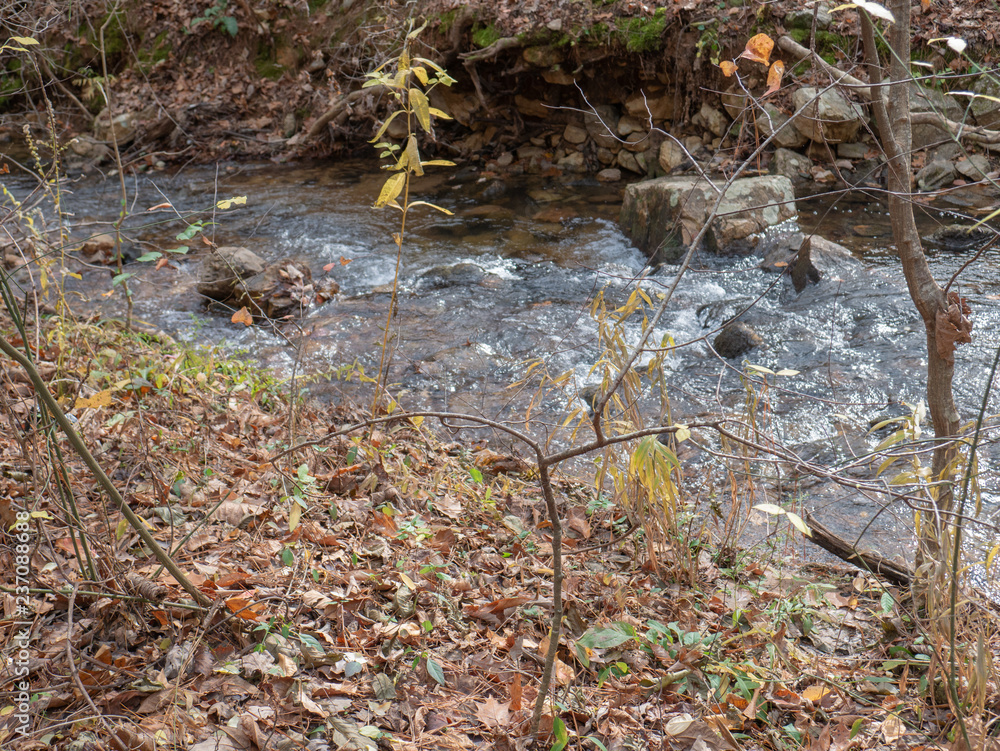 A stream flowing through the forest in Calhoun County, Alabama, USA A stream flowing through the forest in Calhoun County, Alabama, USA