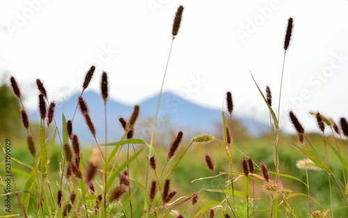 野原の雑草のムラサキエノコログサ