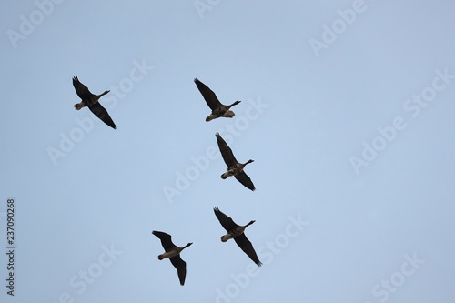 Obraz na plátně Wild Geese Flying
