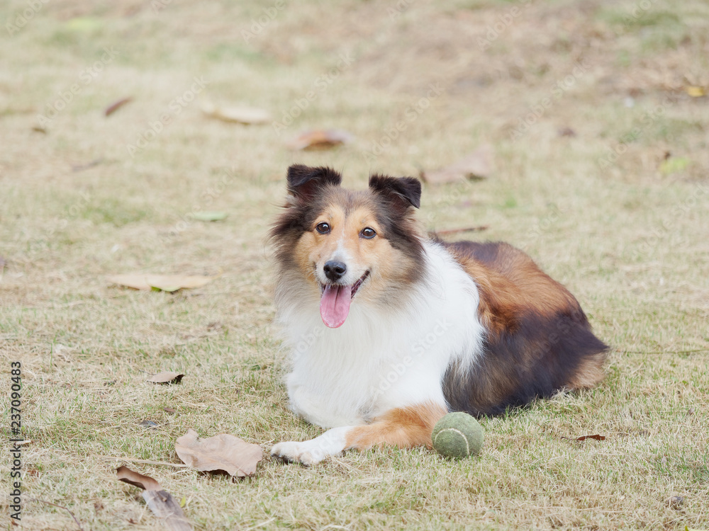 Dog, Shetland sheepdog, collie, friendly dog looking at camera with happy and faithful expression.