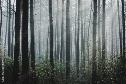 Mysterious, gloomy forest in the morning mist, autumn season