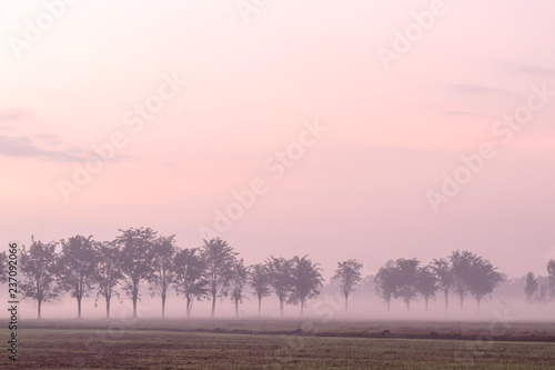 Trees and fog covered in rice fields.