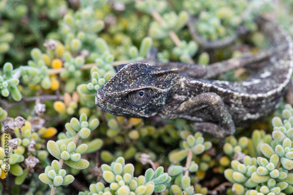 Chameleon Hiding Chameleon Hiding