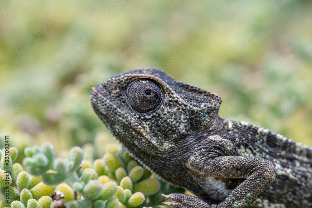 Obraz premium Chameleon Hiding