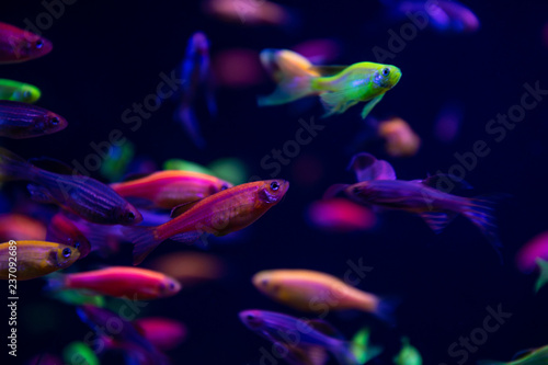 Neon glow fish color freshwater aquarium pets 