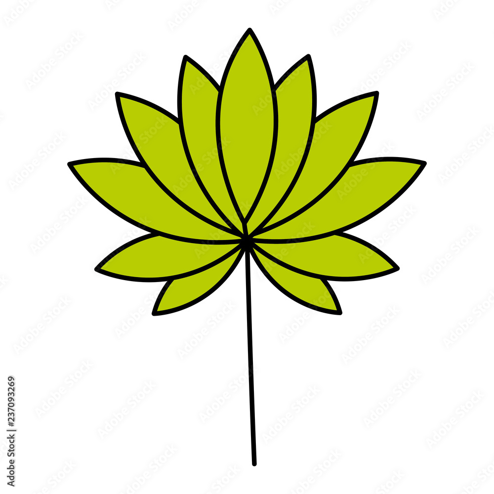 leaves tropical on white background leaves tropical on white background