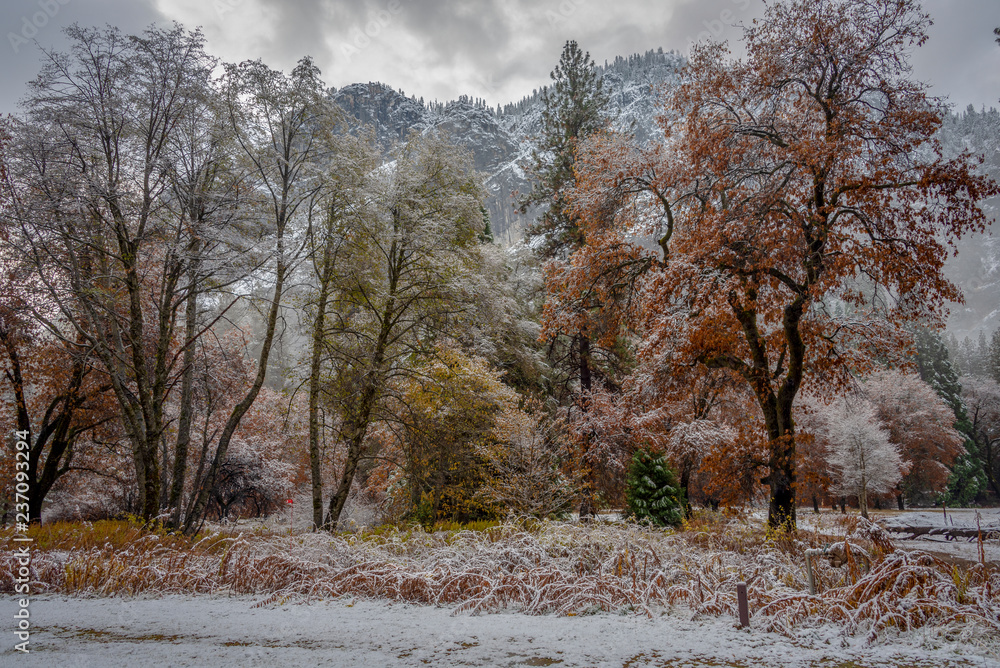 winter background with snow and trees changing colors winter background with snow and trees changing colors
