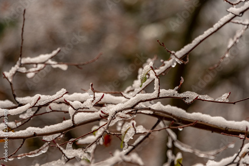 winter background with snow and trees changing colors