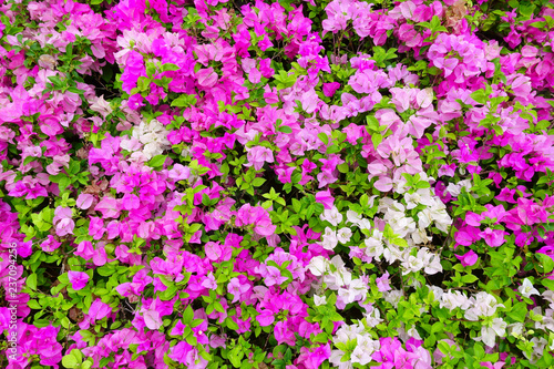 pink flowers in the garden