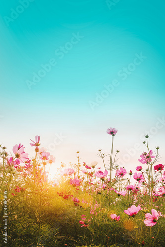 Beautiful cosmos flowers in garden background. © ParinPIX