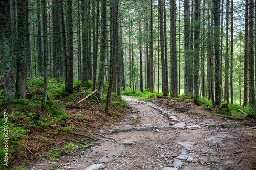 Hiking path in the Tatra Park