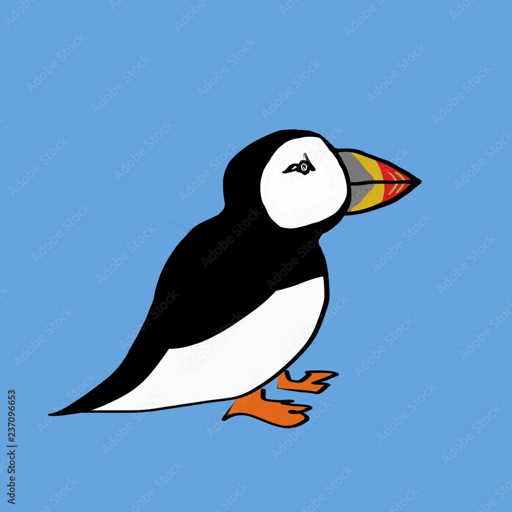 Obraz premium puffin