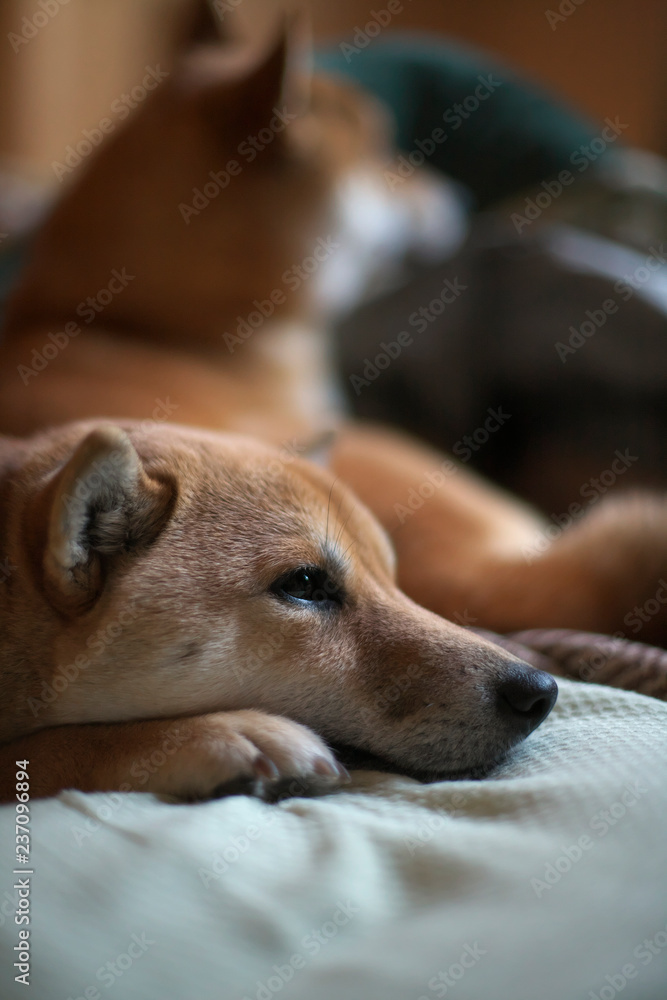 Obraz premium 微妙な感じの柴犬2頭