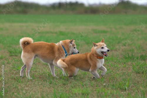 野原で遊ぶ柴犬 © mannpuku