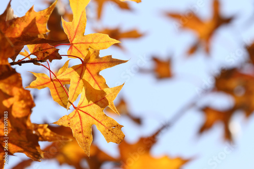 red and yellow maple leavesin autumn on blue sky background