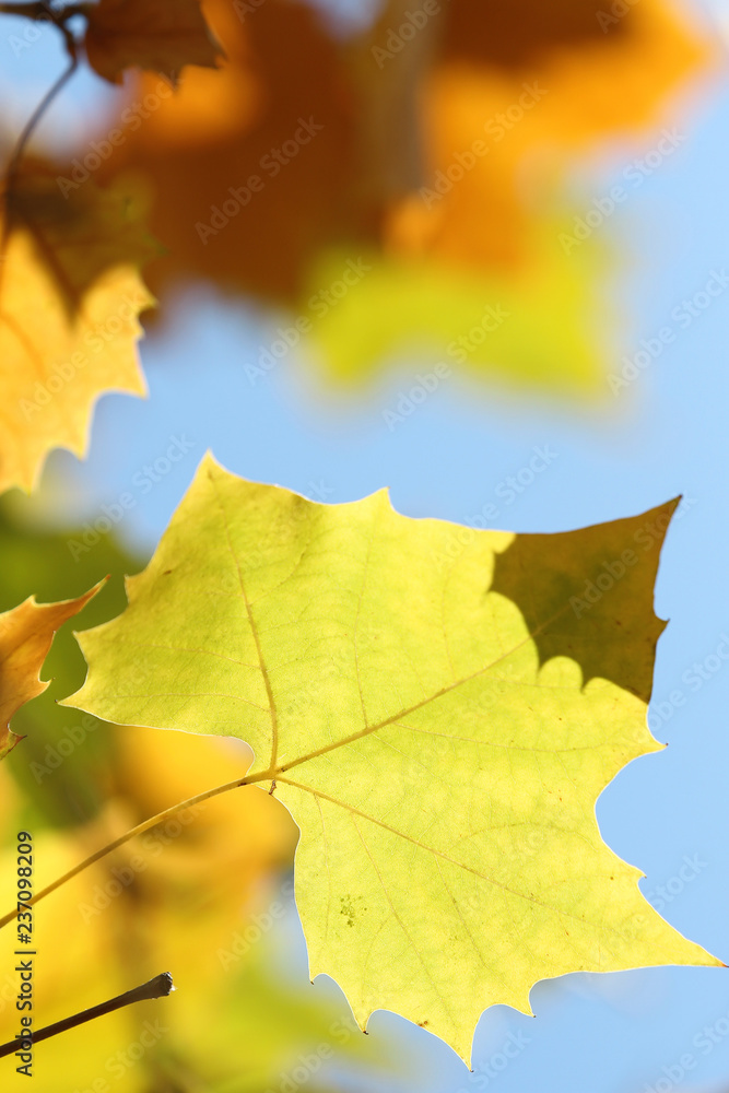 yellow sycamore leaves on blue sky background yellow sycamore leaves on blue sky background