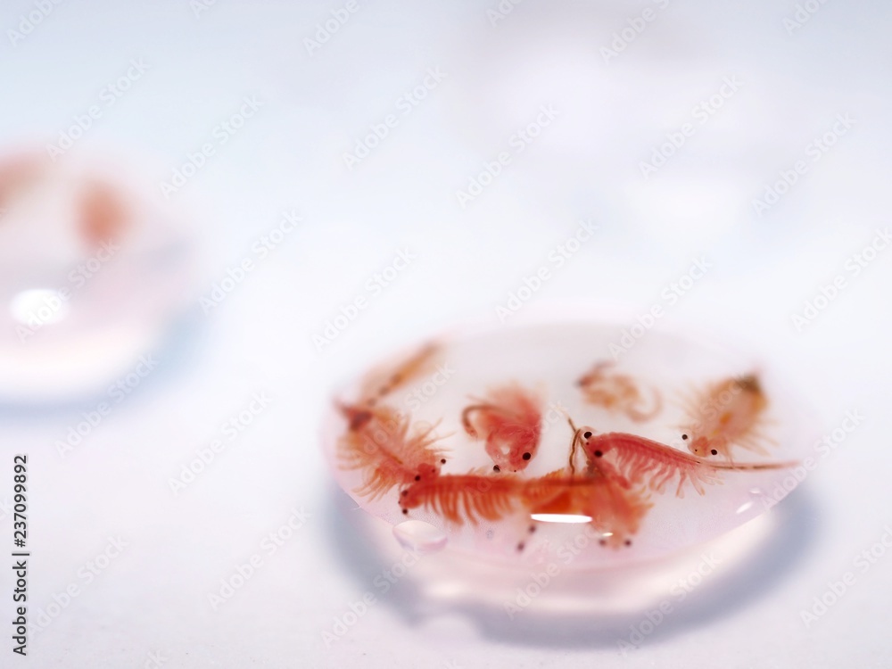 Brine shrimp hot sale for betta fish