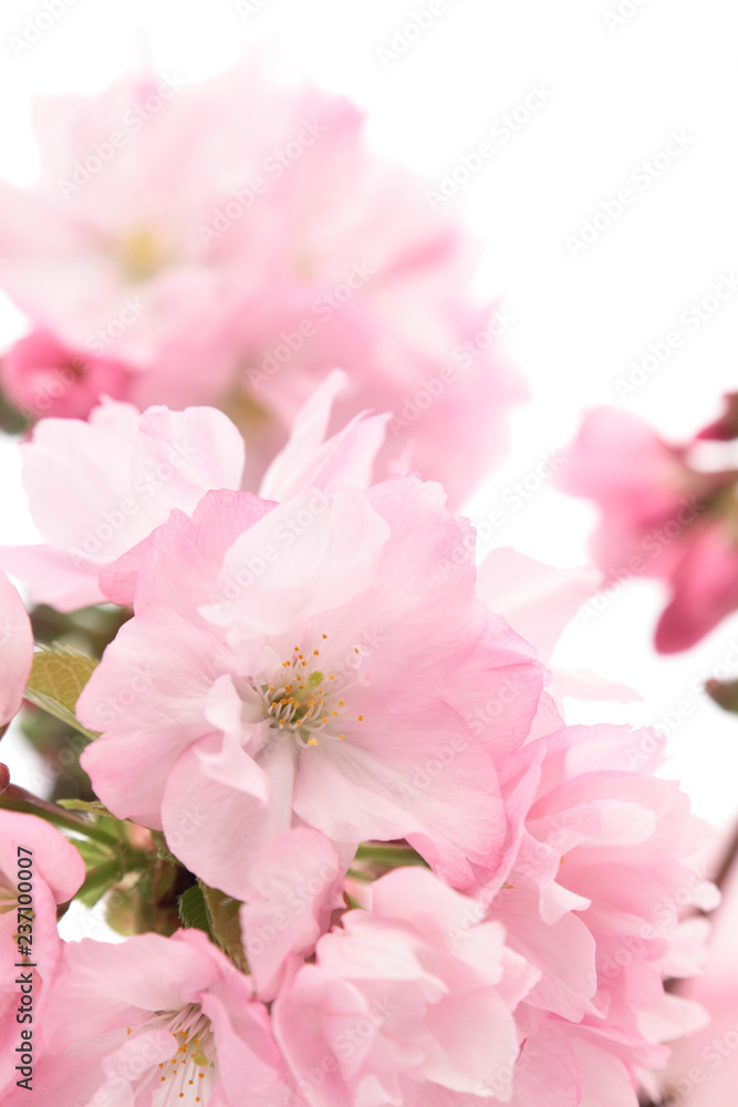 旭山桜のアップ