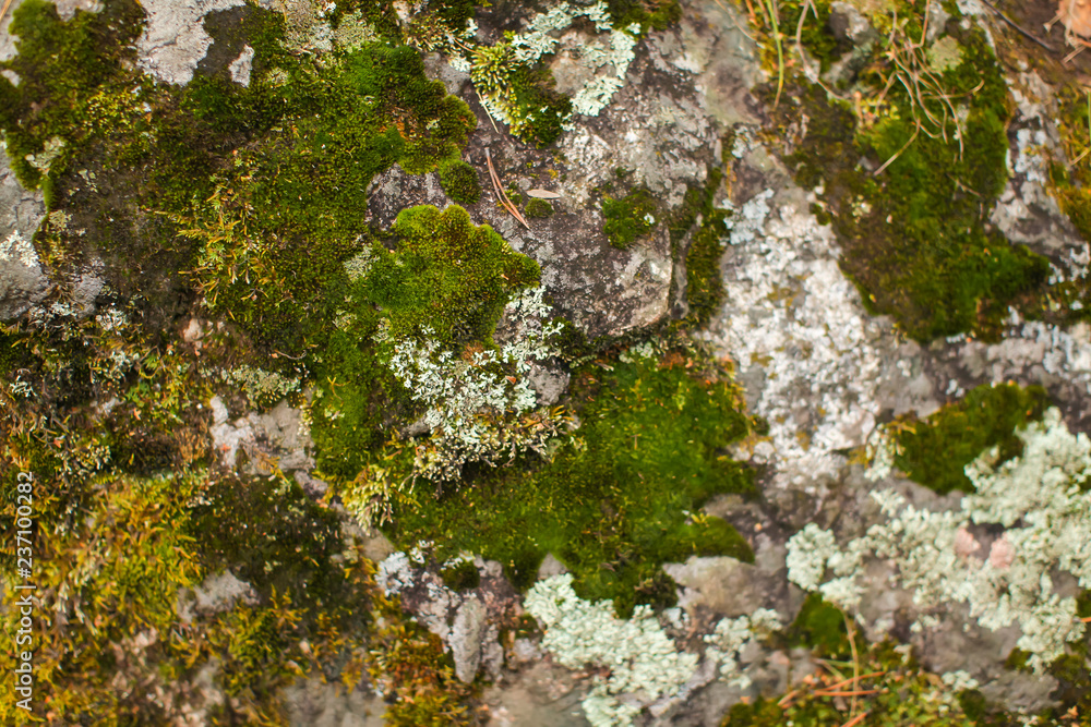 Close up beautyful moss on rocks in forest. Old gray stones with green moss texture background.