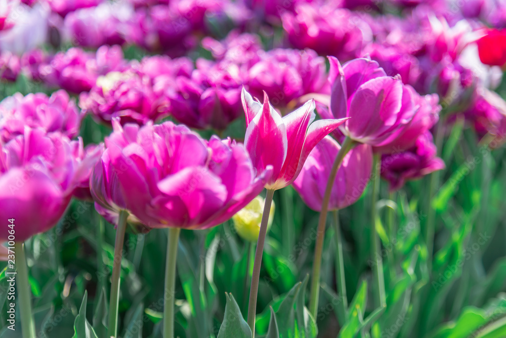 Tulips flower field in Japan