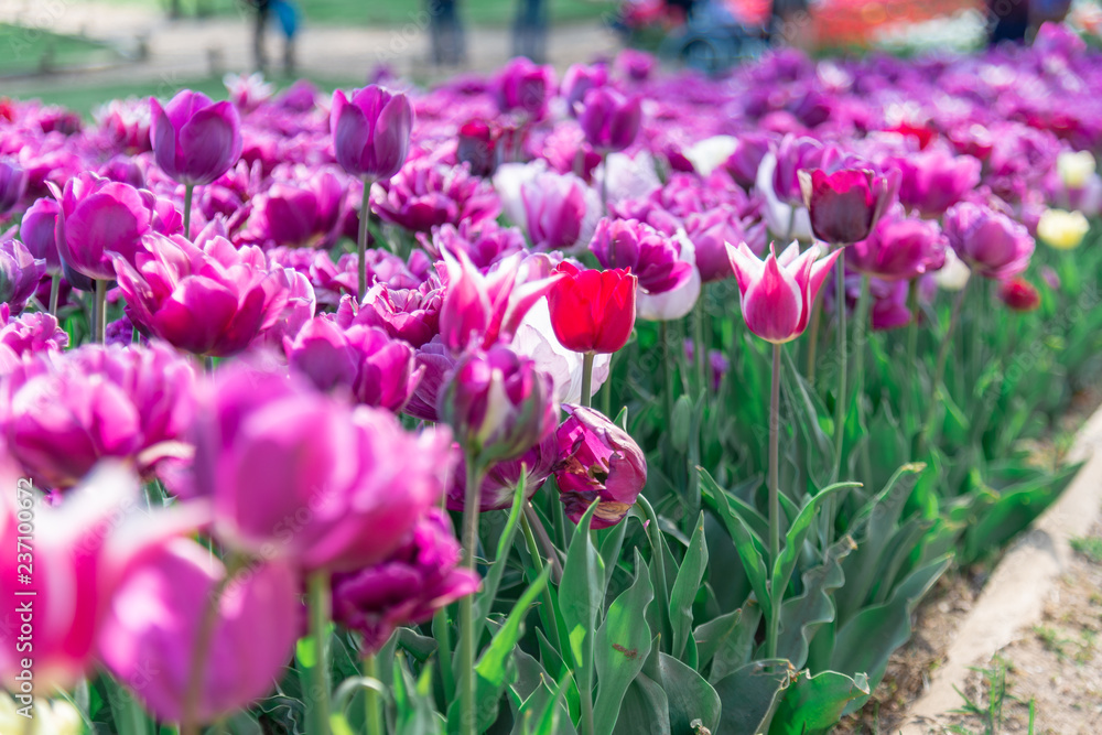 Tulips flower field in Japan Tulips flower field in Japan