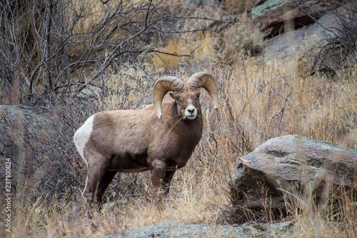 A large bighorn sheep ram chews on dry grass.